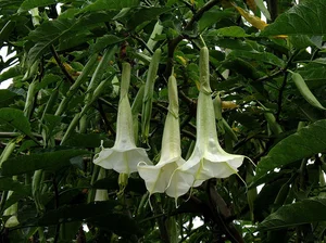 The Chilling and Toxic Beauty of the Devil’s Breath Flower - image 2