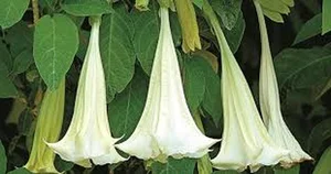 The Chilling and Toxic Beauty of the Devil’s Breath Flower - image 4