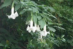 The Chilling and Toxic Beauty of the Devil’s Breath Flower - image 3