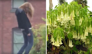 The Chilling and Toxic Beauty of the Devil’s Breath Flower - image 0