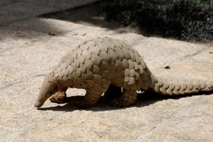 Rare Endangered Animal Unexpectedly Wanders Into Local Resident's Home - image 5