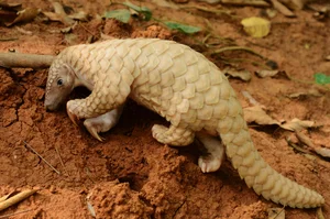 Rare Endangered Animal Unexpectedly Wanders Into Local Resident's Home - image 4