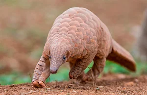 Rare Endangered Animal Unexpectedly Wanders Into Local Resident's Home - image 3