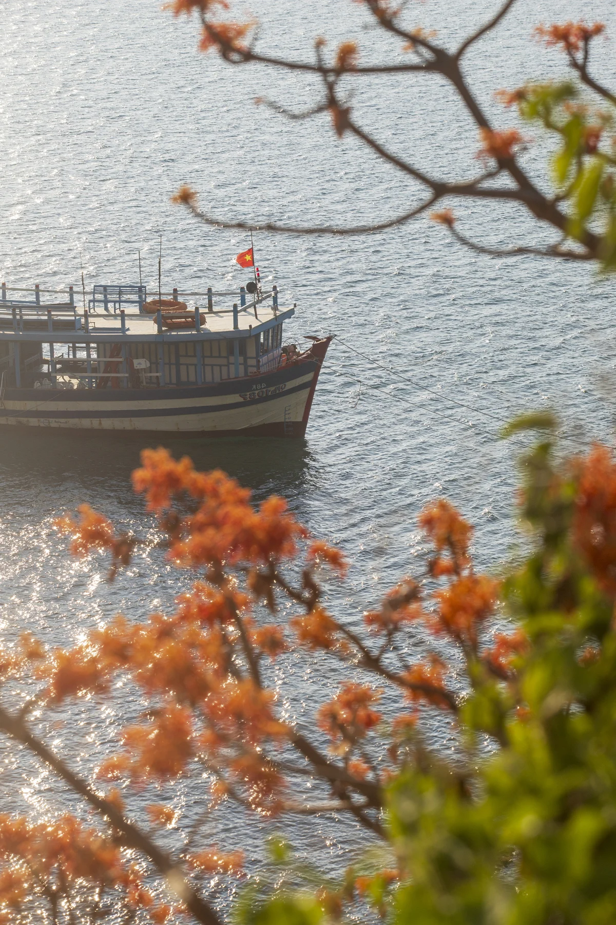 The Blooming Parasol Trees of Cu Lao Cham: A Natural Spectacle
