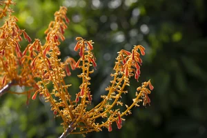 The Blooming Parasol Trees of Cu Lao Cham: A Natural Spectacle - image 1