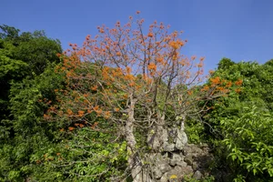 The Blooming Parasol Trees of Cu Lao Cham: A Natural Spectacle - image 7