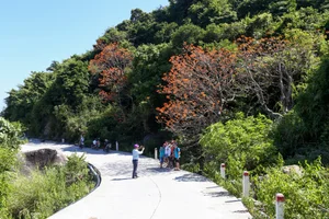 The Blooming Parasol Trees of Cu Lao Cham: A Natural Spectacle - image 6
