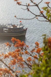 The Blooming Parasol Trees of Cu Lao Cham: A Natural Spectacle - image 0