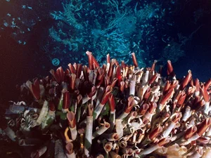 Mysterious Underwater World Discovered: Experts Issue Urgent Warnings Over New Deep-Sea Findings - image 0