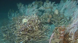 Mysterious Underwater World Discovered: Experts Issue Urgent Warnings Over New Deep-Sea Findings - image 3