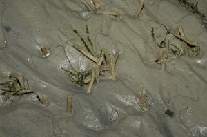 Mysterious Underwater World Discovered: Experts Issue Urgent Warnings Over New Deep-Sea Findings - image 6