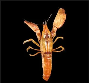 The Pistol Shrimp: Nature's Loudest Ocean Creature with a Sonic Claw - image 7