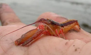 The Pistol Shrimp: Nature's Loudest Ocean Creature with a Sonic Claw - image 1