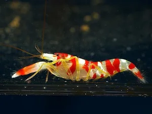 The Pistol Shrimp: Nature's Loudest Ocean Creature with a Sonic Claw - image 6