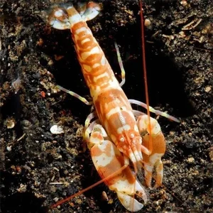 The Pistol Shrimp: Nature's Loudest Ocean Creature with a Sonic Claw - image 2