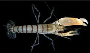 The Pistol Shrimp: Nature's Loudest Ocean Creature with a Sonic Claw - image 4