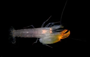 The Pistol Shrimp: Nature's Loudest Ocean Creature with a Sonic Claw - image 0