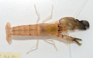 The Pistol Shrimp: Nature's Loudest Ocean Creature with a Sonic Claw - image 3