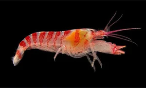 The Pistol Shrimp: Nature's Loudest Ocean Creature with a Sonic Claw - image 5