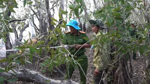 Investigation Launched Into Devastating Wildfire at Tram Chim National Park - image 9