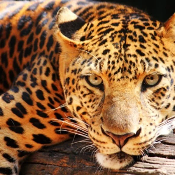 Rare and Exotic Endangered Species: Wildlife With Fewer Than 100 Individuals Left