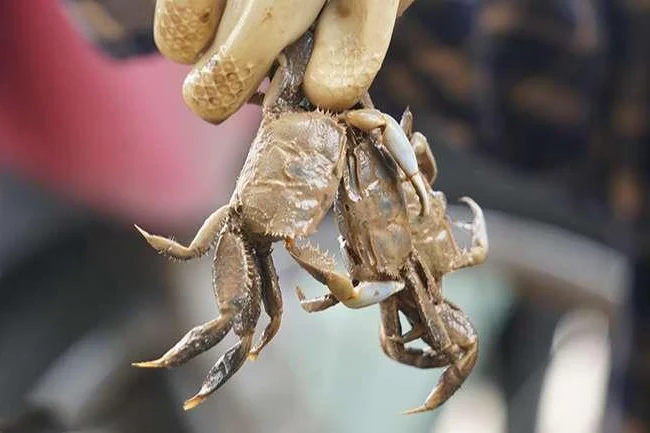 Discovering Thanh Hoa Unique Specialty Food with Curious Names and Rich Flavors
