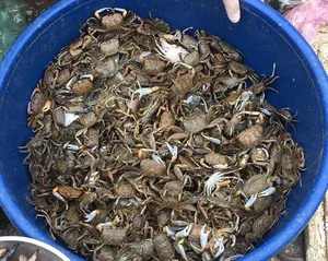 Discovering Thanh Hoa Unique Specialty Food with Curious Names and Rich Flavors - image 2