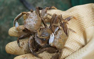 Discovering Thanh Hoa Unique Specialty Food with Curious Names and Rich Flavors - image 8