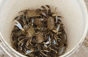 Discovering Thanh Hoa Unique Specialty Food with Curious Names and Rich Flavors - image 1