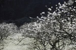 Discover the Magical Plum Blossom Season in Moc Chau Vietnam - image 3