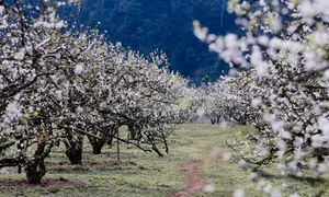 Discover the Magical Plum Blossom Season in Moc Chau Vietnam - image 6
