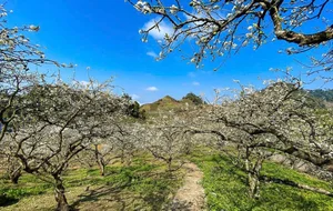 Discover the Magical Plum Blossom Season in Moc Chau Vietnam - image 8