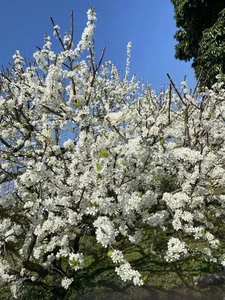 Discover the Magical Plum Blossom Season in Moc Chau Vietnam - image 2