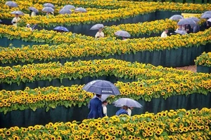 Picking Tulips at the Van Gogh Museum: A Magical Floral Experience in the Heart of Amsterdam - image 1