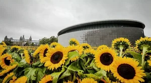 Picking Tulips at the Van Gogh Museum: A Magical Floral Experience in the Heart of Amsterdam - image 7