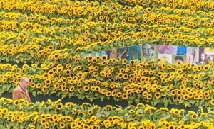 Picking Tulips at the Van Gogh Museum: A Magical Floral Experience in the Heart of Amsterdam - image 0
