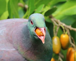 Meet the Unique Bird Species Known as the Drunkards of the Sky - image 7