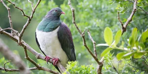 Meet the Unique Bird Species Known as the Drunkards of the Sky - image 1