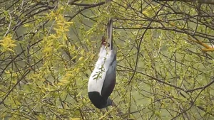 Meet the Unique Bird Species Known as the Drunkards of the Sky - image 5