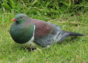 Meet the Unique Bird Species Known as the Drunkards of the Sky - image 2