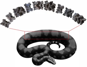 Discovery of 47-Million-Year-Old Giant Snake Fossil Astonishes Archaeologists - image 4