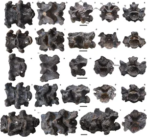Discovery of 47-Million-Year-Old Giant Snake Fossil Astonishes Archaeologists - image 5