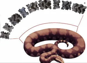 Discovery of 47-Million-Year-Old Giant Snake Fossil Astonishes Archaeologists - image 2