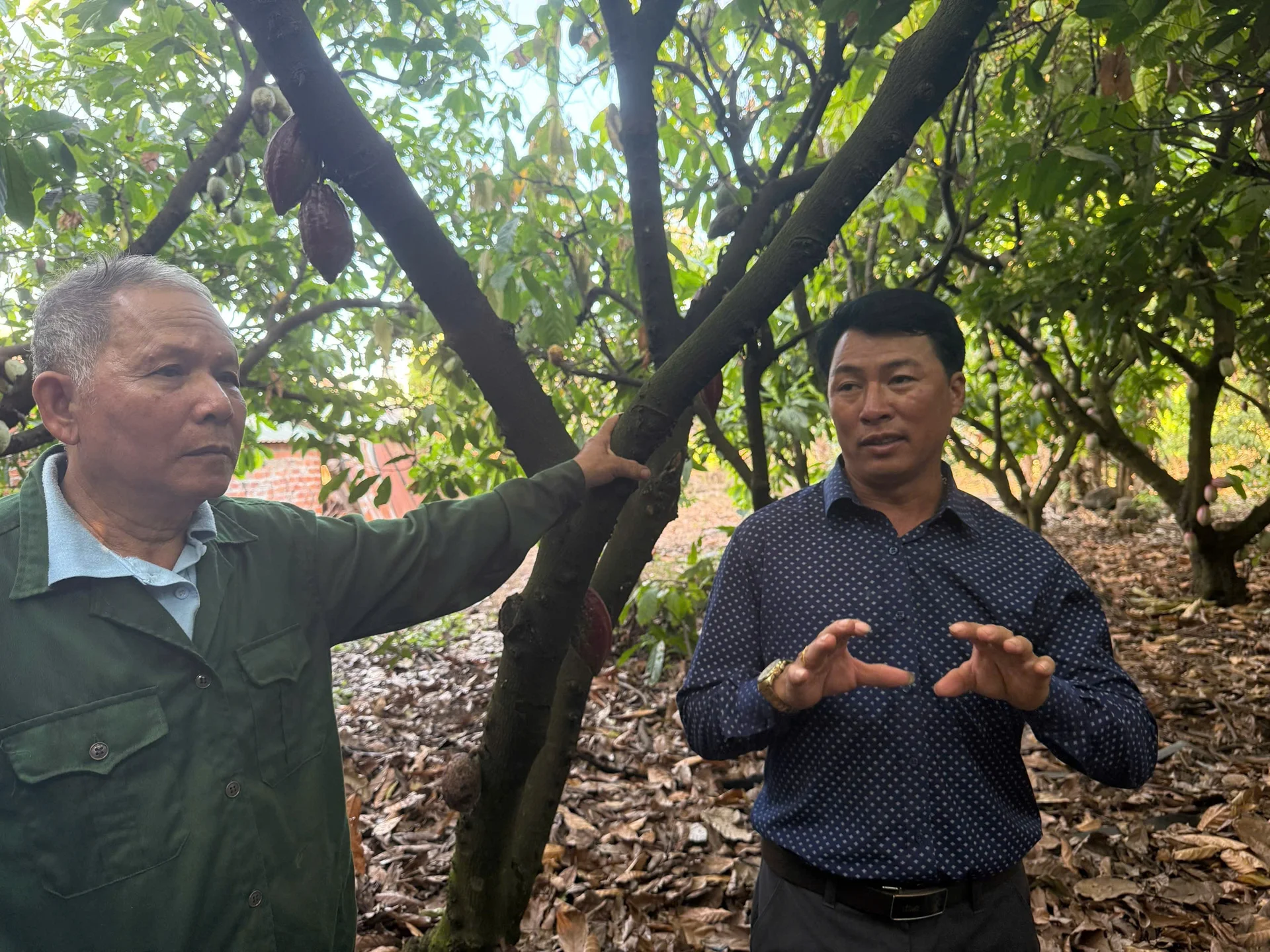 EU Ambassador Visits Dak Lak, Samples Premium Cocoa Directly at the Farm