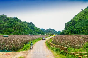 Experience the Magic of Suoi Co Vang: A Journey to Sleep Among the Clouds - image 2