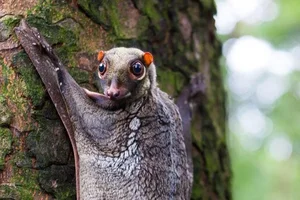 Nature’s Oddities: Top 8 Weirdest Animals Still Living on Earth Today - image 3
