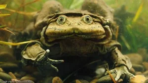 Nature’s Oddities: Top 8 Weirdest Animals Still Living on Earth Today - image 7