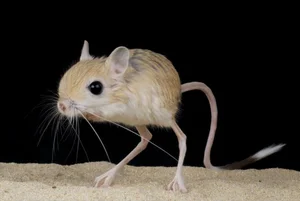 Nature’s Oddities: Top 8 Weirdest Animals Still Living on Earth Today - image 6