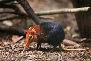 Nature’s Oddities: Top 8 Weirdest Animals Still Living on Earth Today - image 1