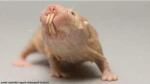 Nature’s Oddities: Top 8 Weirdest Animals Still Living on Earth Today - image 4